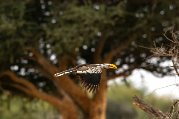 Hermoso Hornbill Pico Amarillo Árbol Sudáfrica — Foto de Stock