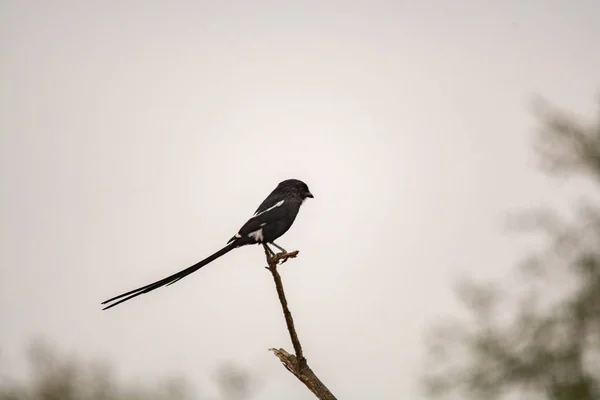 Szarka Gébics Urolestes Melanoleucus Nemzeti Park Dél Afrikai Köztársaság — Stock Fotó