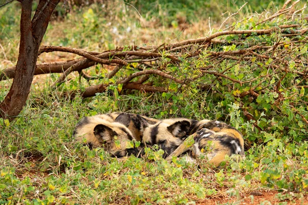 非洲野生狗在国家公园 卡昂锦鸡家庭 — 图库照片