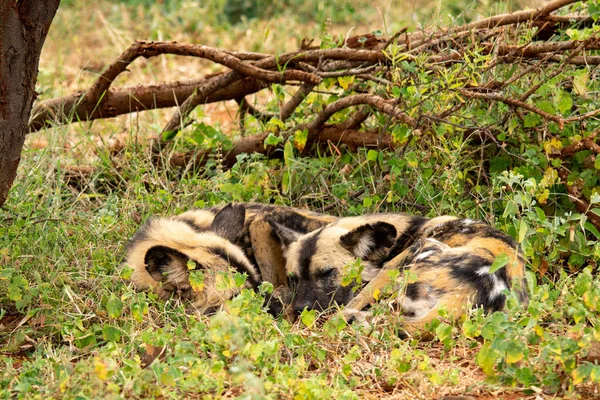 Perro Salvaje Africano Parque Nacional Sudáfrica Familia Lycaon Pictus — Foto de Stock