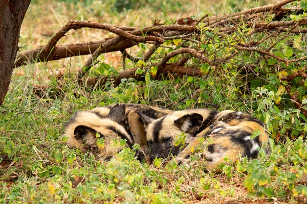 Afrikanischer Wildhund Nationalpark Südafrika Lycaon Pictus Familie — Stockfoto