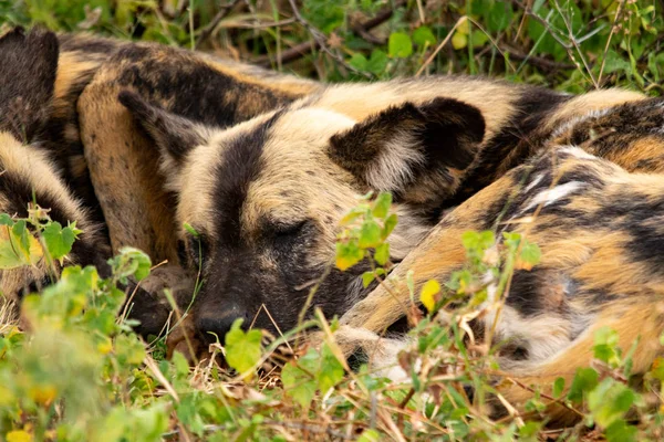 非洲野生狗在国家公园 卡昂锦鸡家庭 — 图库照片