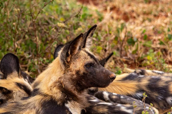 Perro Salvaje Africano Parque Nacional Sudáfrica Familia Lycaon Pictus — Foto de Stock