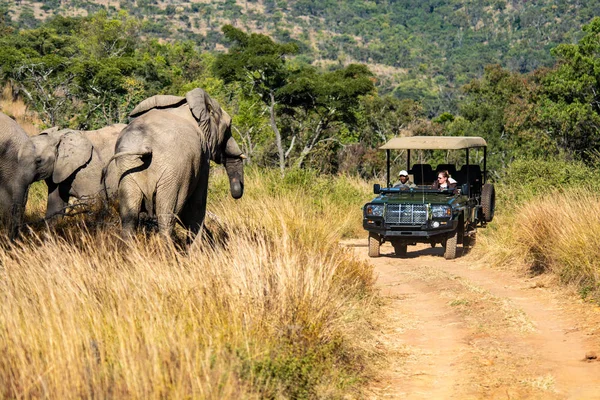 Pessoas Carro Assistindo Elefantes Safari África Sul Maio 2014 Imagens De Bancos De Imagens Sem Royalties