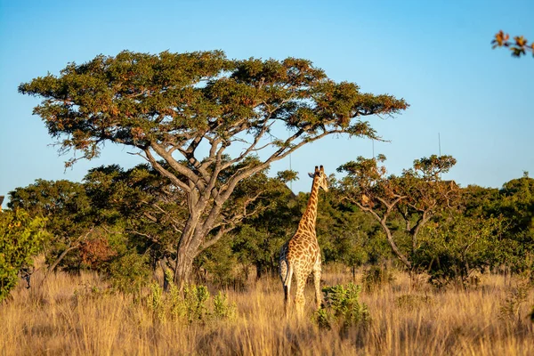 Jirafa Parque Nacional Sudáfrica Imagen De Stock