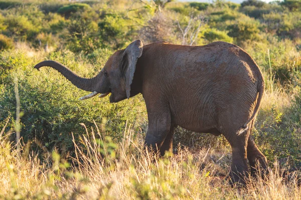 Elefante Parque Nacional Sudáfrica Fotos De Stock
