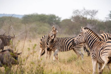Güney Afrika savana vahşi zebras