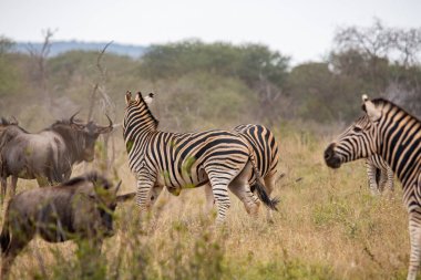 Güney Afrika savana vahşi zebras