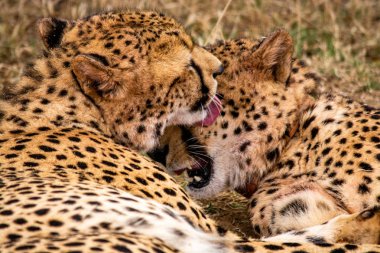 Pair of Cheetahs in Natural Habitat Wildlife South Africa clipart