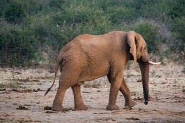 Bir sürüsü çamurlu bir su birikintisinin, Güney Afrika Milli Parkı içme Afrika. Gerçek yaban hayatı fotoğraf