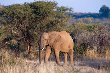 Güney Afrika Milli Parkı içinde fil