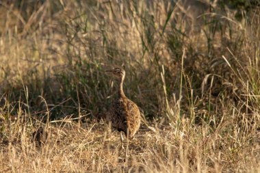 Ak karınlı damla veya Beyaz karınlı Korhaan, Ulusal Rezerv, Güney Afrika