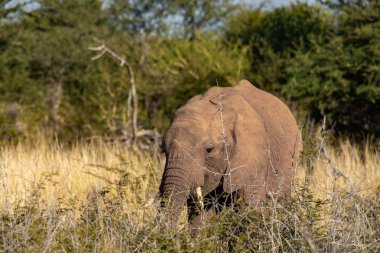 Güney Afrika Milli Parkı içinde fil