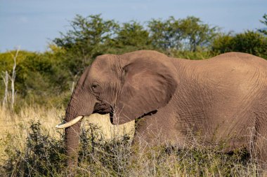 Güney Afrika Milli Parkı içinde fil