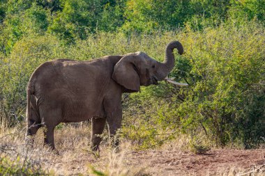 Güney Afrika Milli Parkı içinde fil
