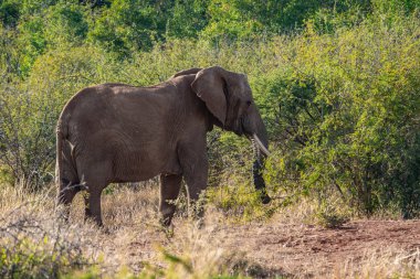 Güney Afrika Milli Parkı içinde fil