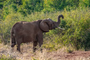 Güney Afrika Milli Parkı içinde fil