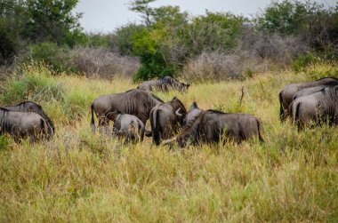 Manda, Connochaetes taurinus, kırmızı yulaf ot, Ulusal Rezerv, Güney Afrika