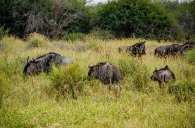 Manda, Connochaetes taurinus, kırmızı yulaf ot, Ulusal Rezerv, Güney Afrika
