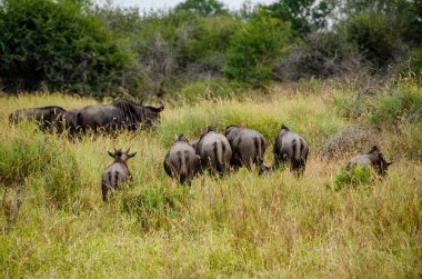 Manda, Connochaetes taurinus, kırmızı yulaf ot, Ulusal Rezerv, Güney Afrika