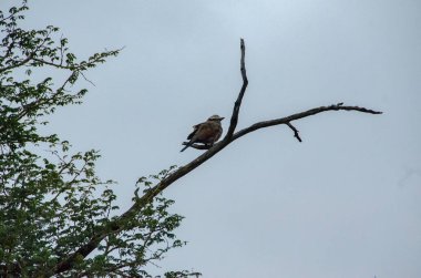 Silindir, silindir, leylak göğüslü Coracias uzunkuyruk, Ulusal Rezerv, Güney Afrika, Gökkuzgunları sipariş, Coraciidae aile