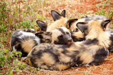 Milli park, Güney Afrika, Lycaon pictus ailesindeki Afrika yaban köpeği