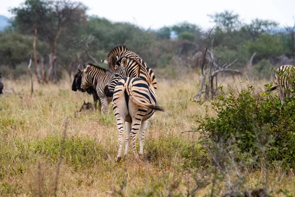 Zèbres Sauvages Dans Savane Afrique Sud — Photo