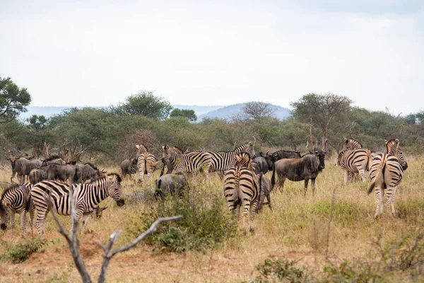 Güney Afrika Savana Vahşi Zebras — Stok fotoğraf