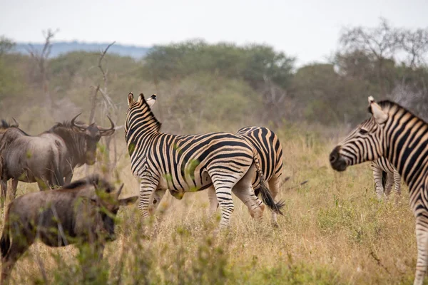 Güney Afrika Savana Vahşi Zebras — Stok fotoğraf