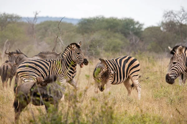 Güney Afrika Savana Vahşi Zebras — Stok fotoğraf