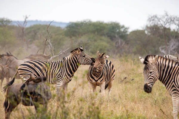 Zebras Selvagens Savana África Sul — Fotografia de Stock