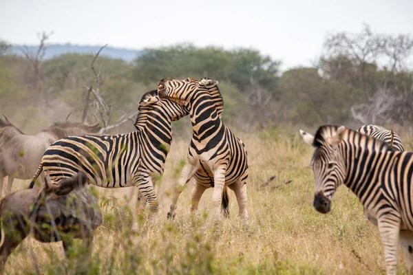 Cebras Silvestres Sabana Sudáfrica — Foto de Stock