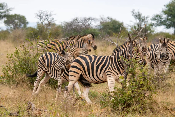 Cebras Silvestres Sabana Sudáfrica — Foto de Stock