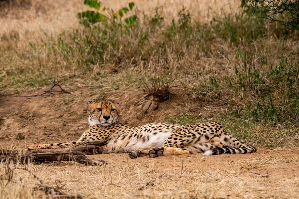 Cheetah Habitat Naturale Fauna Selvatica Sud Africa — Foto Stock