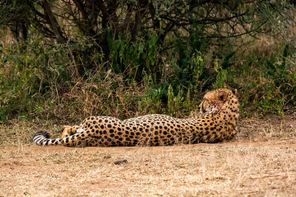Guépard Dans Habitat Naturel Faune Afrique Sud — Photo