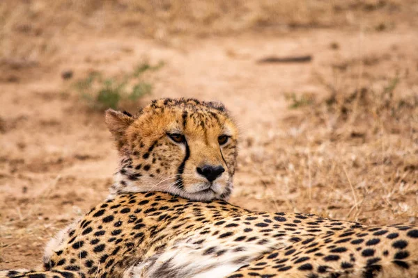 Gepard Naturalnym Środowisku Przyrody Południowej Afryki — Zdjęcie stockowe