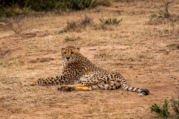 自然の生息地の野生動物南アフリカ共和国のチーター — ストック写真