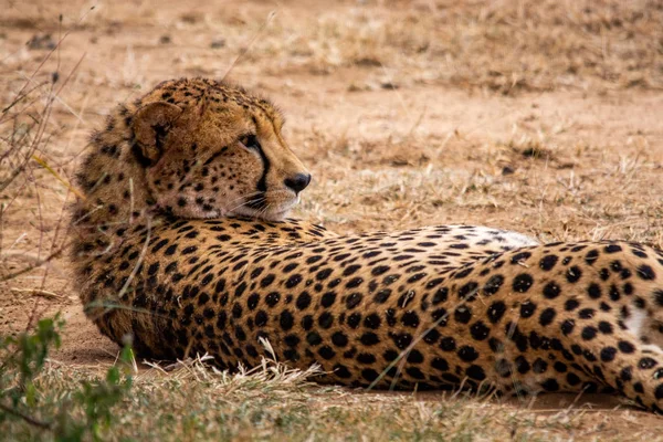 Cheetah Natural Habitat Wildlife África Sul — Fotografia de Stock