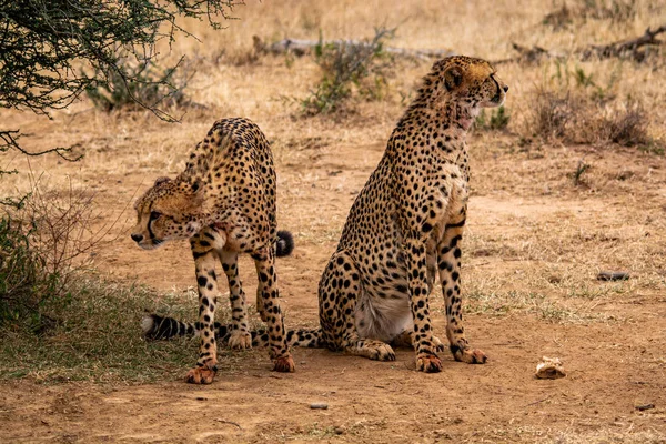 Gepard Přírodních Stanovišť Volně Žijících Živočichů Jižní Afrika — Stock fotografie