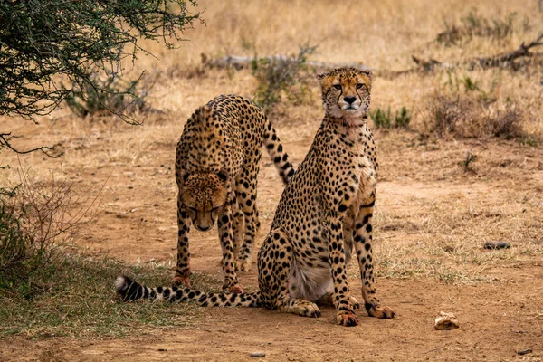 Gepárd Természetes Élőhely Wildlife Dél Afrikában — Stock Fotó
