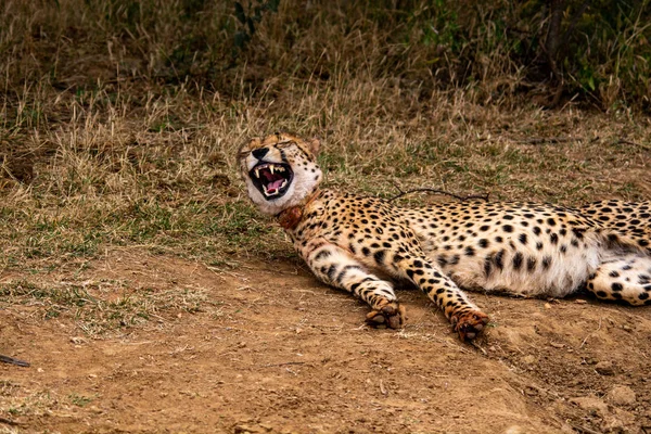 Geparden Natürlichem Lebensraum Wildtiere Südafrika — Stockfoto