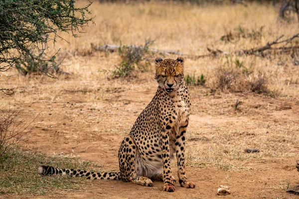 Cheetah Natuurlijke Habitat Wildlife Zuid Afrika — Stockfoto
