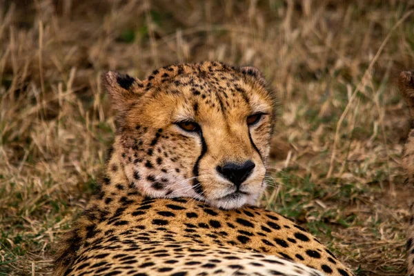 Guépard Dans Habitat Naturel Faune Afrique Sud — Photo