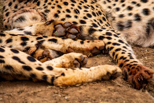 Coppia Ghepardi Habitat Naturale Fauna Selvatica Sud Africa — Foto Stock