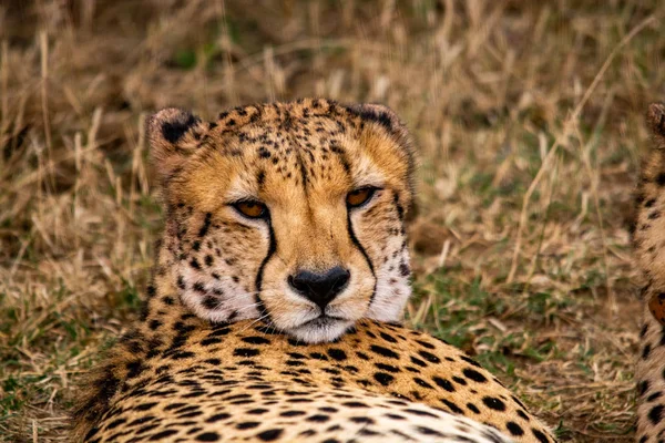 Гепард Дикой Природе Южной Африки — стоковое фото