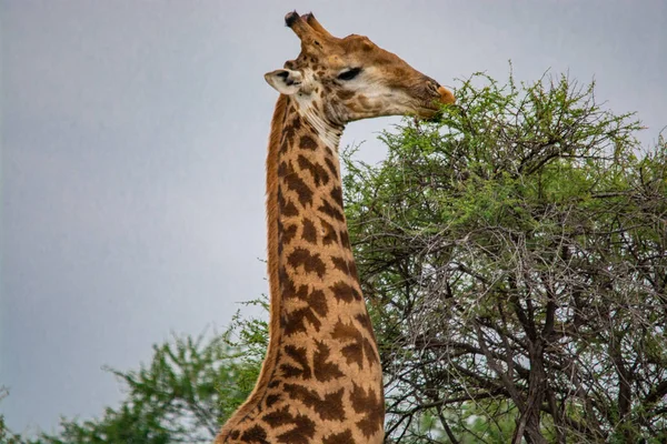 Nemzeti Park Dél Afrikai Zsiráf — Stock Fotó