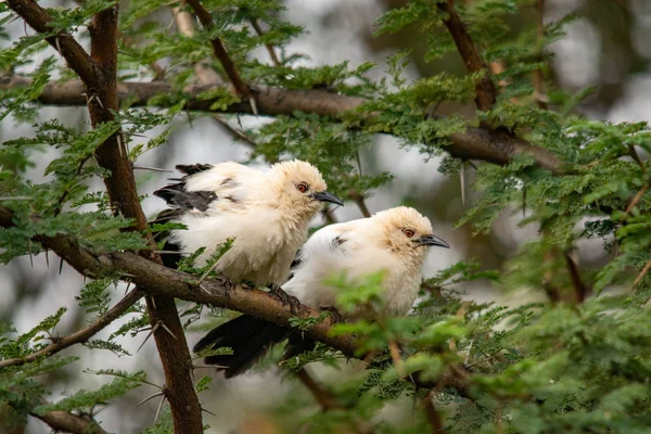 Babblers Southern Pied Sudáfrica — Foto de Stock