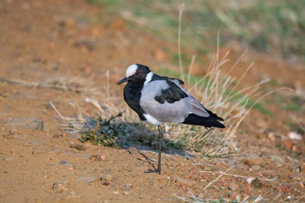 Demirci Kız Kuşu Kuş Güney Afrika Milli Parkı — Stok fotoğraf
