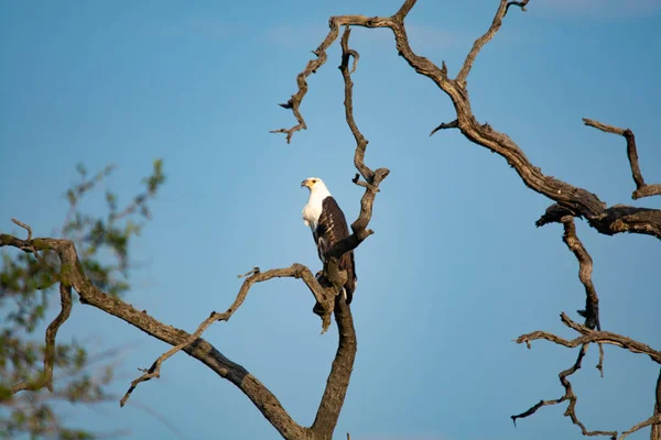 Águila Pescadora Africana Vida Silvestre Sudáfrica — Foto de Stock