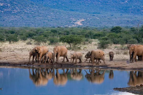 Uma Manada Elefantes Africanos Beber Num Buraco Água Lamacento Parque — Fotografia de Stock